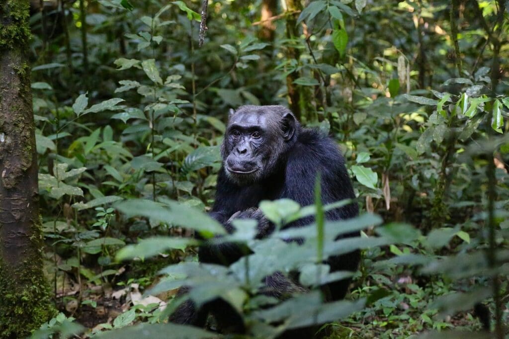 Hermosa Uganda,  salida especial 24 Agosto